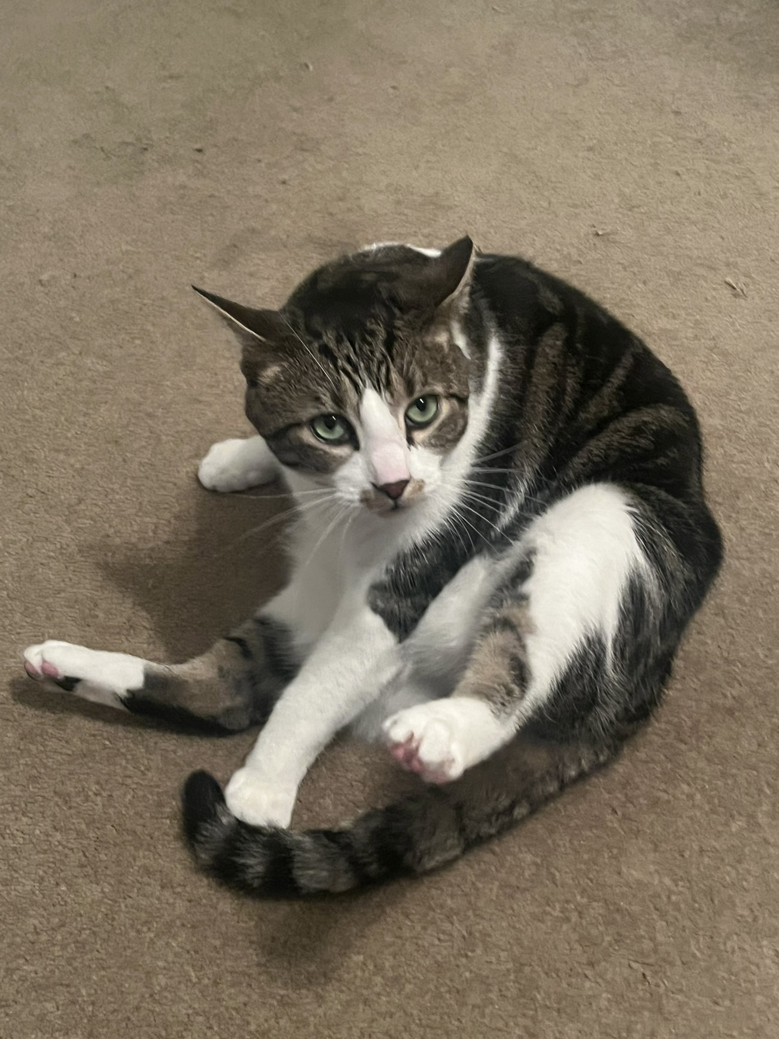 The real Jerry, a grey-brown tabby with a white chest, lying on carpet and judging you